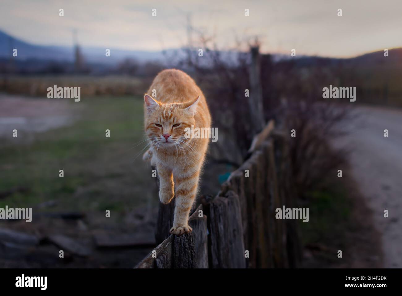 Recinzione di legno di gatto a strisce rosse. Squinted va verso. Il concetto di vita del villaggio, comfort, relax, malessere. Ritratto di un animale in selecti Foto Stock