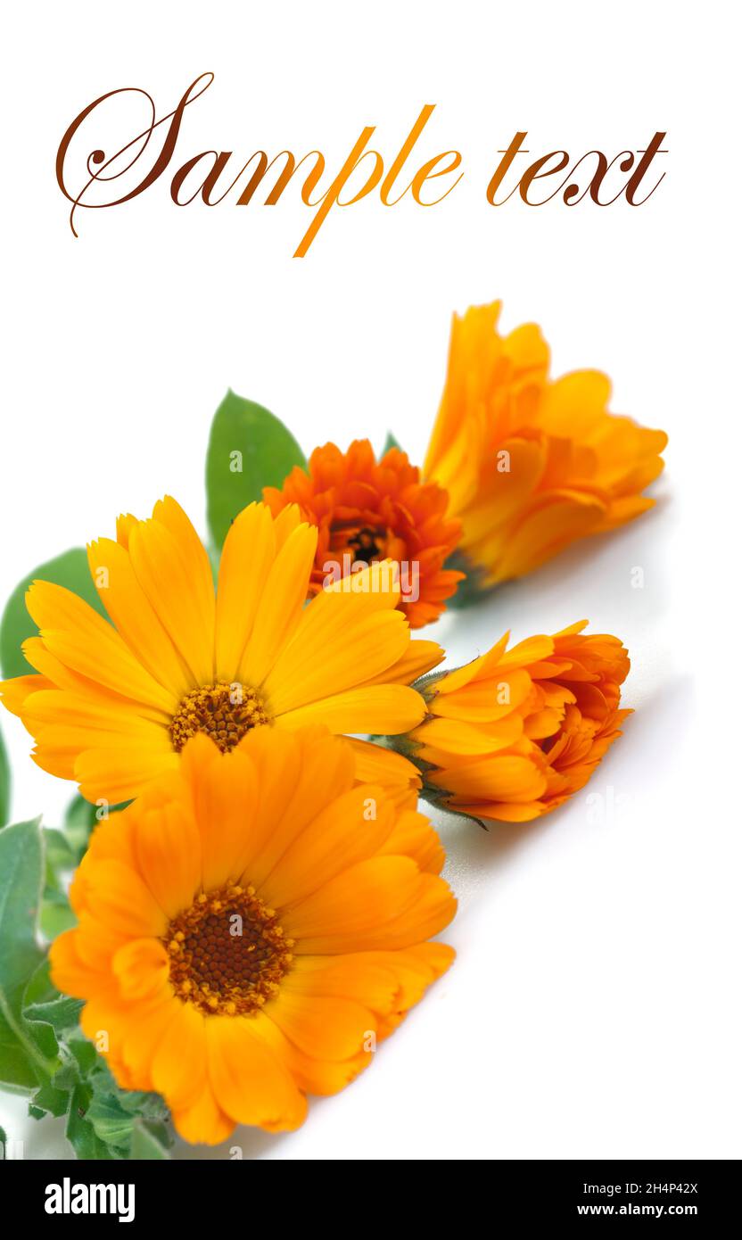 Fiori marigold, isolati su bianco. Foto Stock