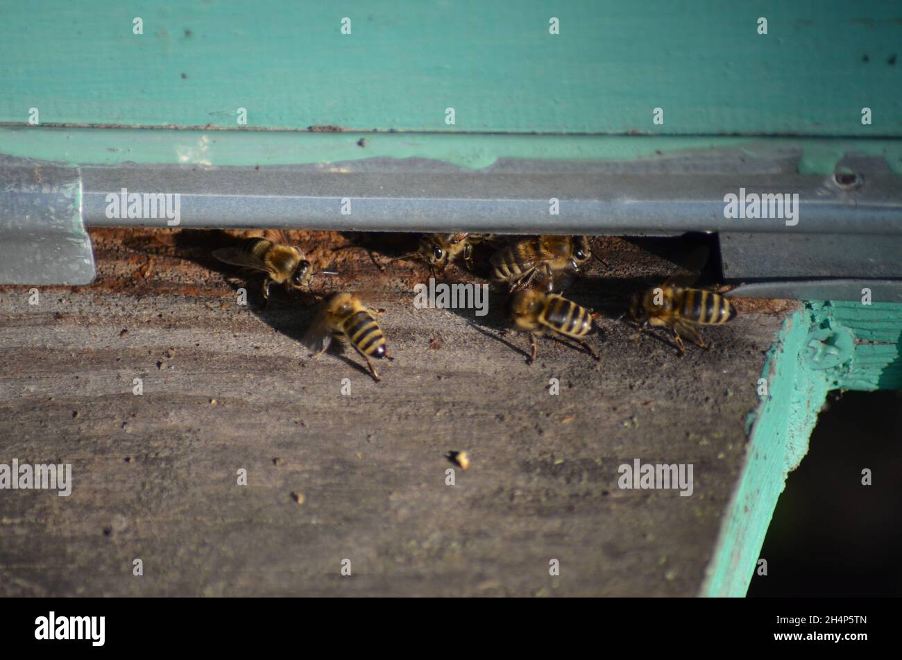 Uno sciame di api nella parte anteriore di un ape-house Foto Stock