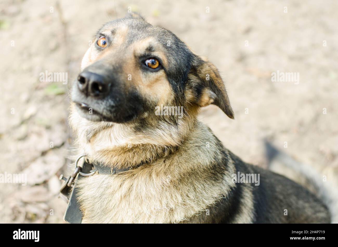 Cane giocando fuori sorrisi Foto Stock