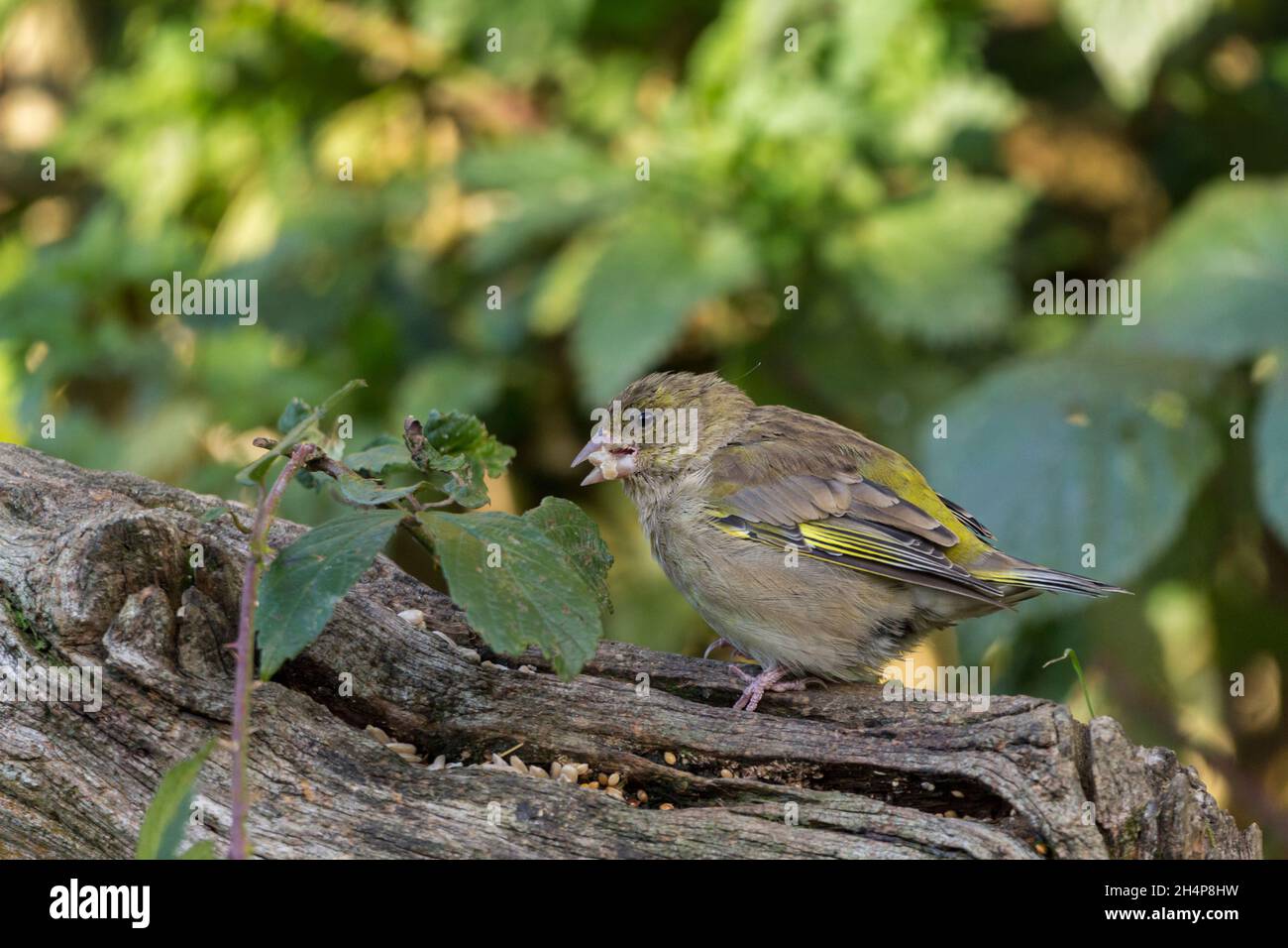 Verdfinch (Carduelis chloris) piumaggio invernale rosa conico becco grigio verde con ala gialla cerotti grumo e lati a coda e pinkish gambe e piedi Foto Stock