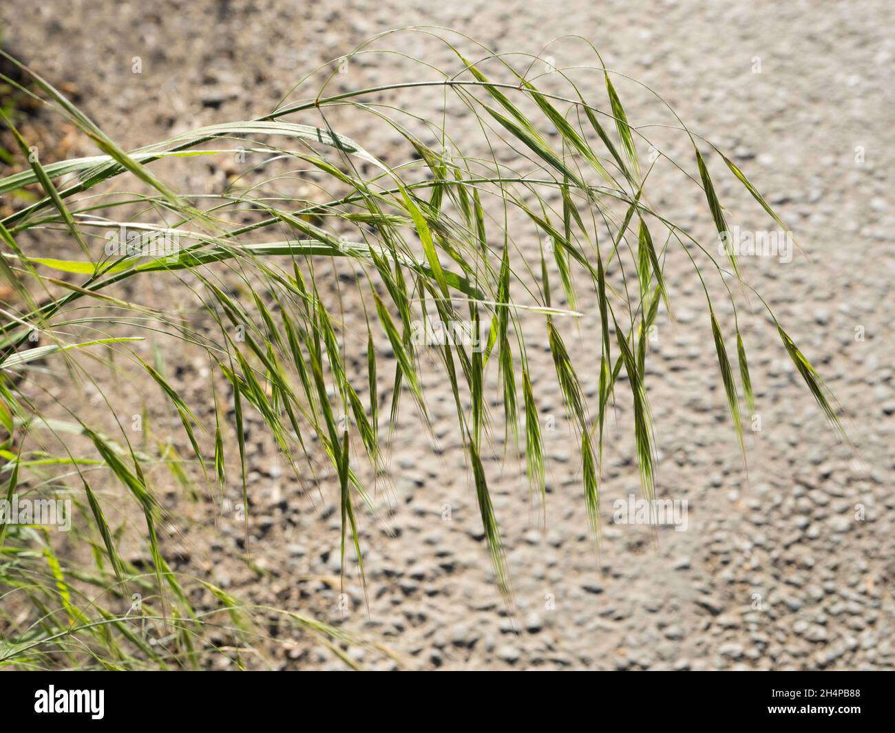 Erba selvaggia che assomiglia ad un dipinto cinese. Qualcuno che paga la parte superiore guardare giù sulle mie passeggiate giornaliere intorno al mio villaggio e le zone circostanti dell'Oxfordshire. Se Foto Stock