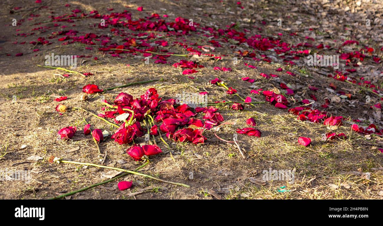 Molti petali di rosa e rose stesse sull'erba in primavera. Gettò le rose Foto Stock