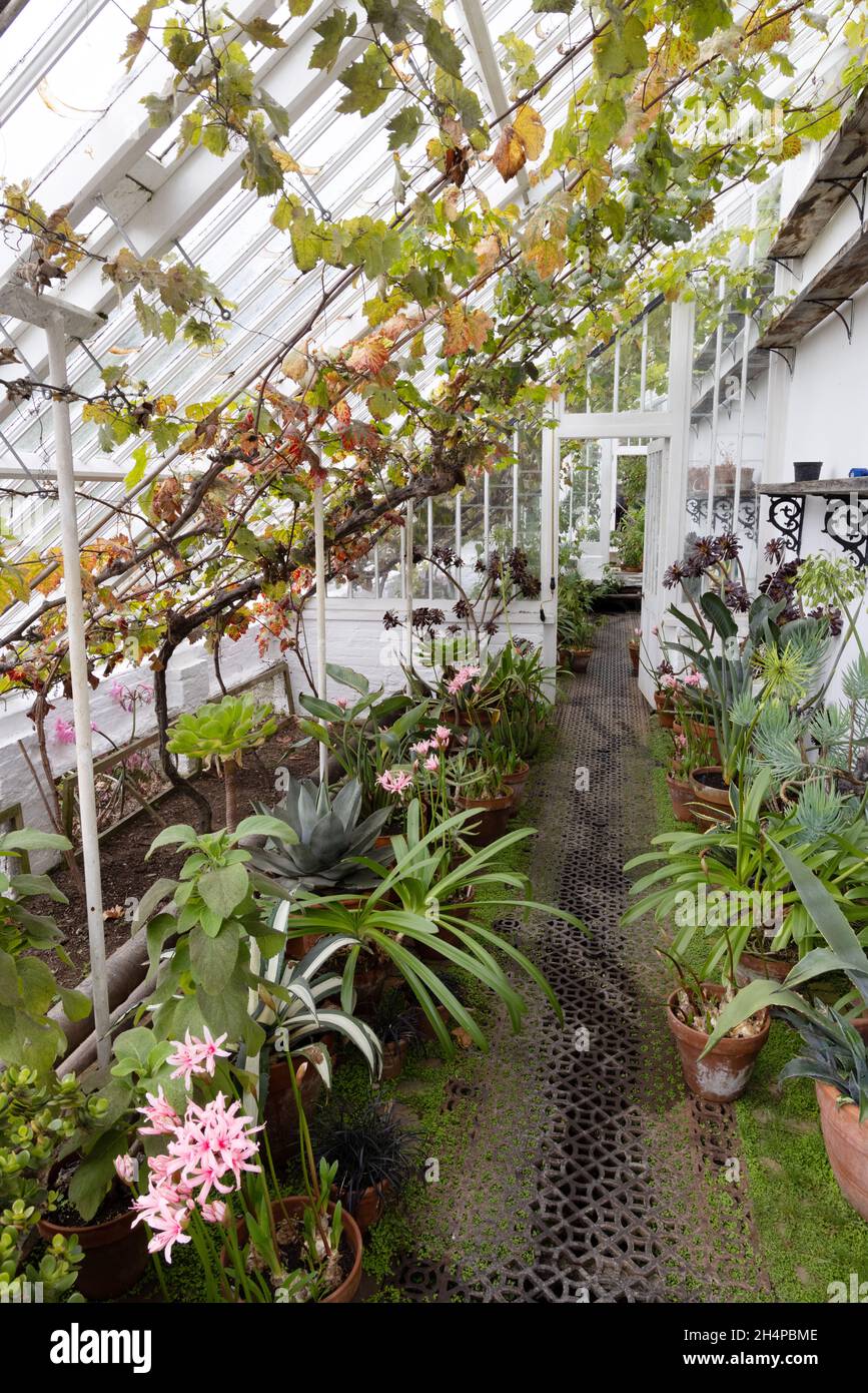 Piante che crescono in una grande serra interna, The Lost Gardens of Heligan, Cornwall UK Foto Stock