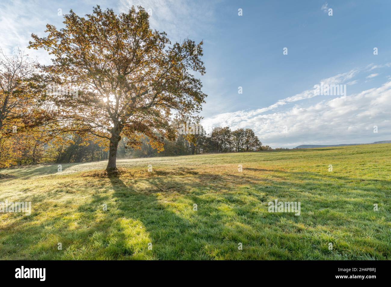 Grande quercia solitaria in un prato in campagna in autunno. Vosgi, Francia, Europa. Foto Stock