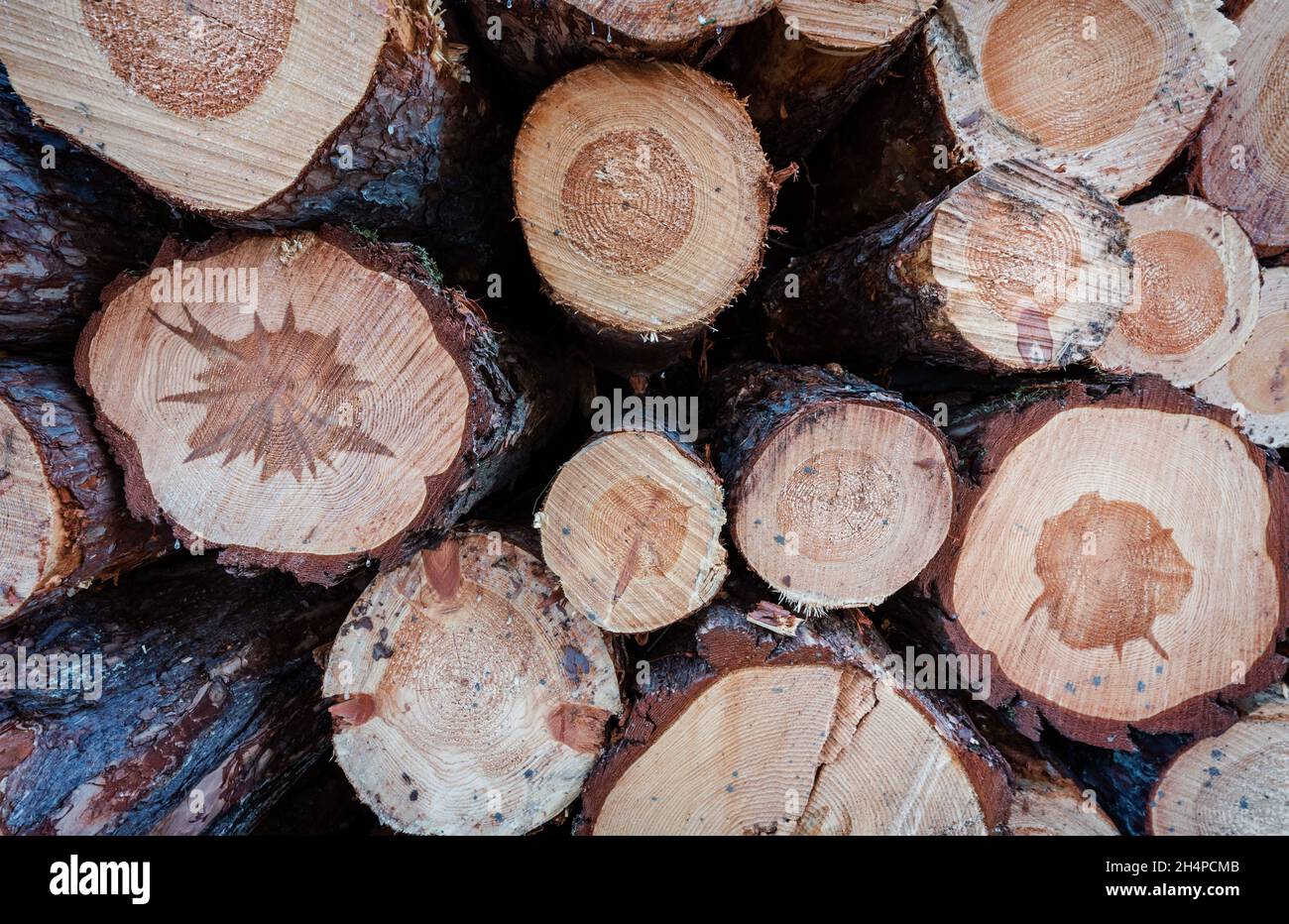 Particolare di legno tagliato fresco accumulato in foresta ghiacciata, lavori forestali alla fine dell'inverno Foto Stock