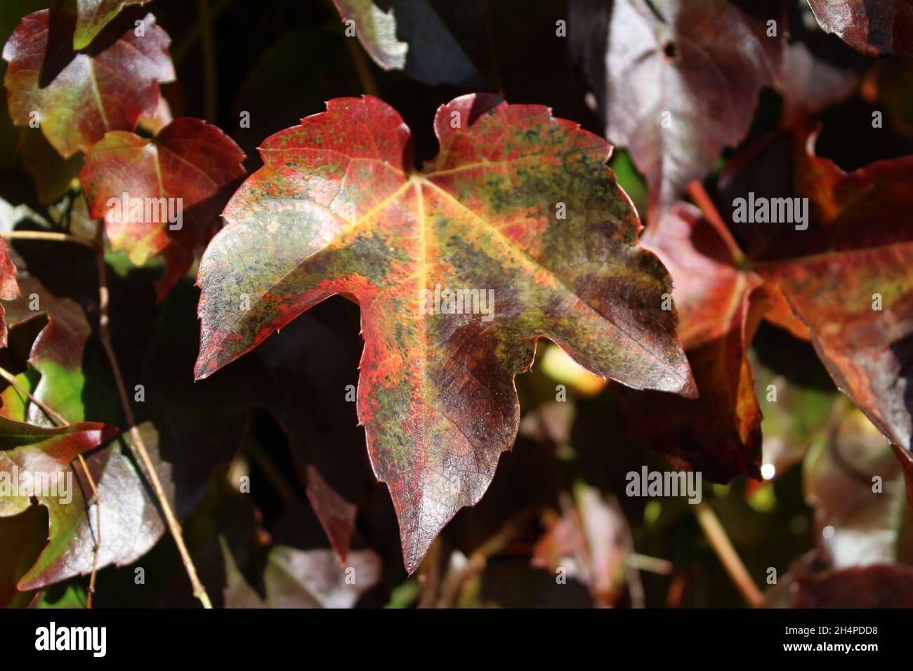 foglie colorate Foto Stock