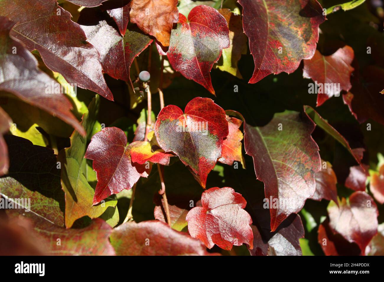 foglie colorate Foto Stock