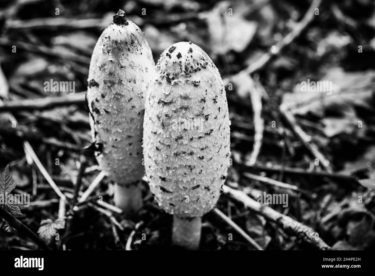 coppia funghi inchiostro Foto Stock