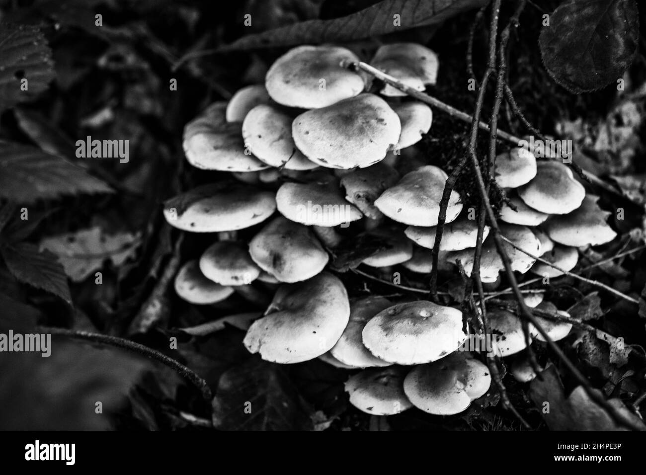 gruppo di funghi Foto Stock