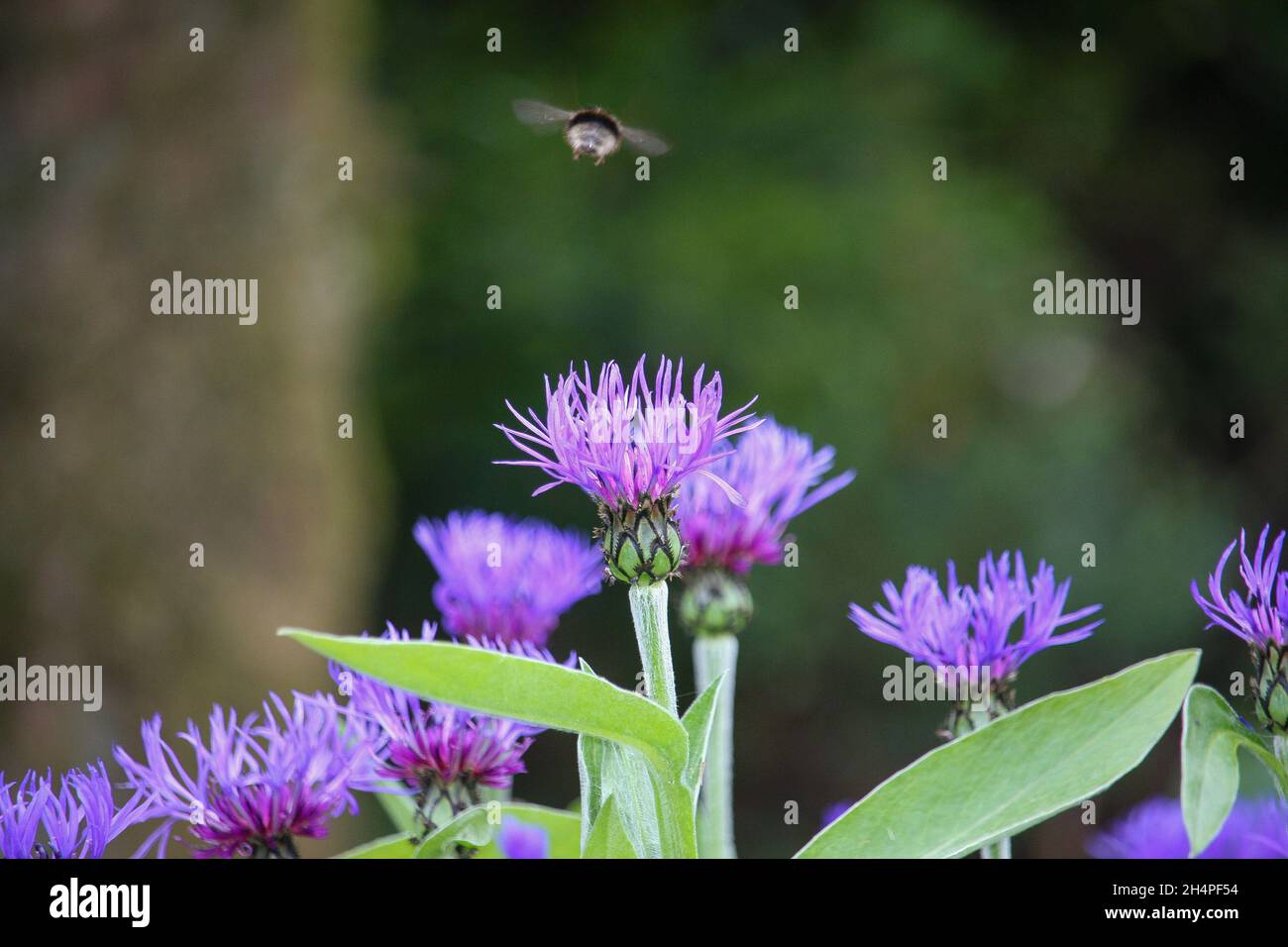 Un'ape solita raccoglie il suo polline vola lontano dal suo fiore Foto Stock