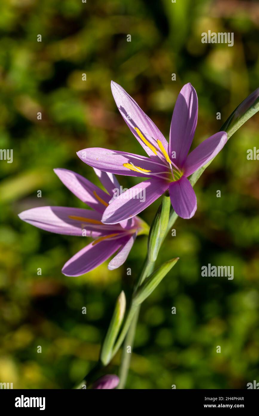 Hesperantha Huttonii una pianta di fioritura di autunno di estate con un fiore di estate rosa anche conosciuto come Schizostylis, immagine della foto di scorta Foto Stock