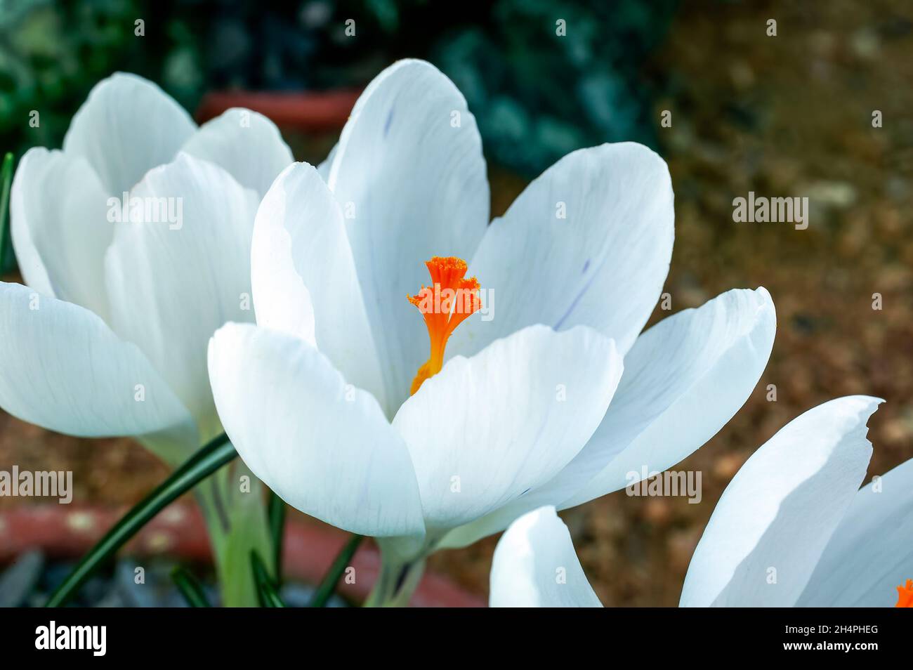Crocus vernus 'Jeanne d'Arc' (Giovanna d'Arco) una pianta bulbosa di primavera bianca, foto di scorta Foto Stock