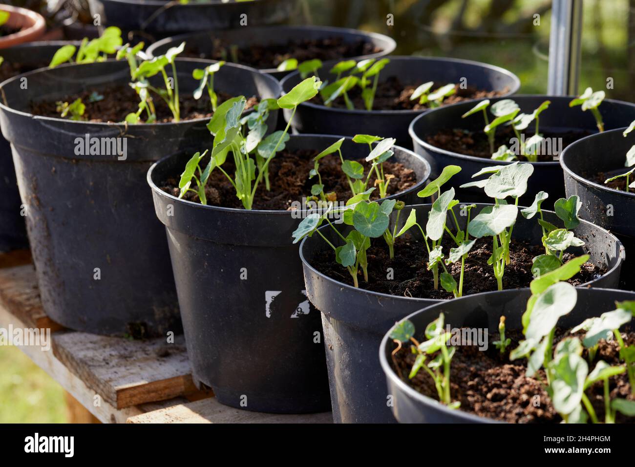 Vasi di plastica di piantine di Nasturzio in una serra non riscaldata Foto Stock