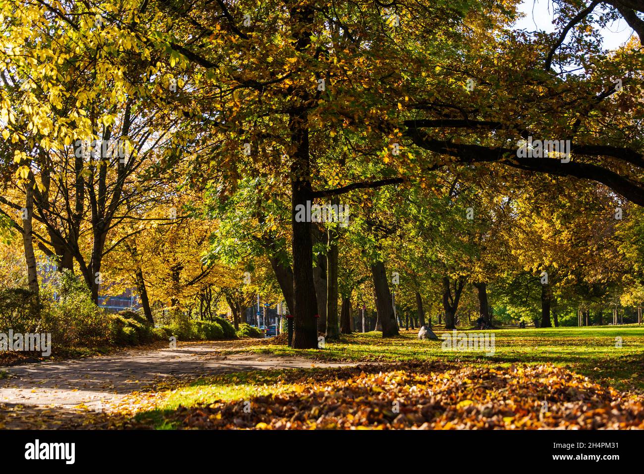 Herbstliche Parklandschaft mit grünem Rasen und farbigen Herbstlaub Foto Stock