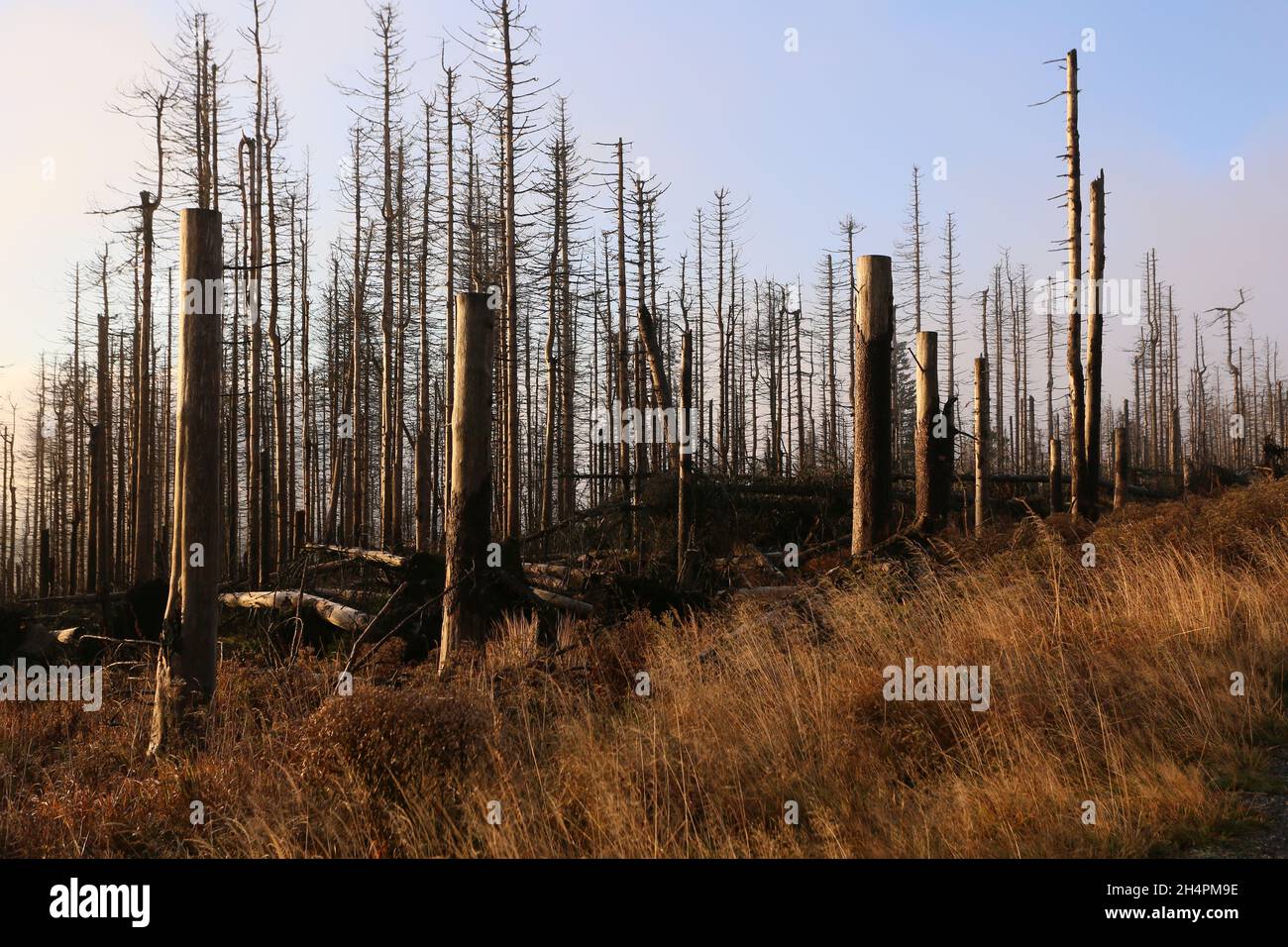 Schierke, Germania. 13 ottobre 2021. Gli alberi morti si trovano lungo la strada Brocken. Nell'area del parco nazionale, la natura è lasciata ai propri dispositivi. L'intervento viene eseguito solo per stabilire la sicurezza stradale. Gli alberi morti rimangono nelle foreste. Credit: dpa/dpa-Zentralbild/ZB/dpa/Alamy Live News Foto Stock