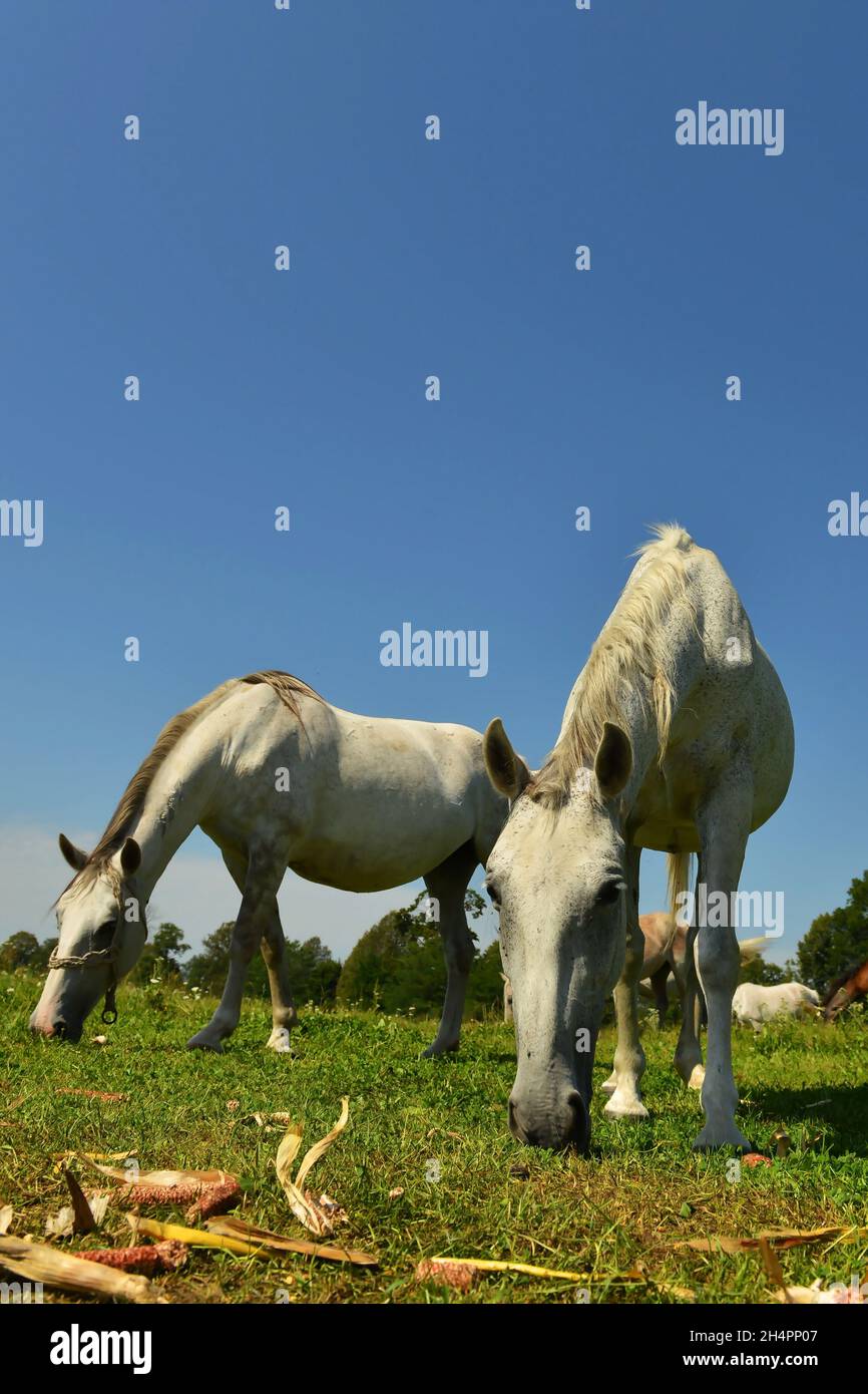 Lipizzaner, cavallo, cavallo bianco, all'aperto, animale, razza, allevamento, pedigree, galoppo, allevamento di cavalli Foto Stock