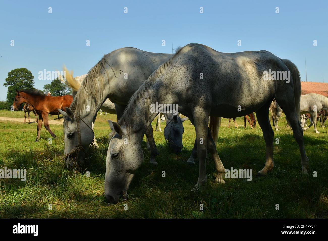 Lipizzaner, cavallo, cavallo bianco, all'aperto, animale, razza, allevamento, pedigree, galoppo, allevamento di cavalli Foto Stock