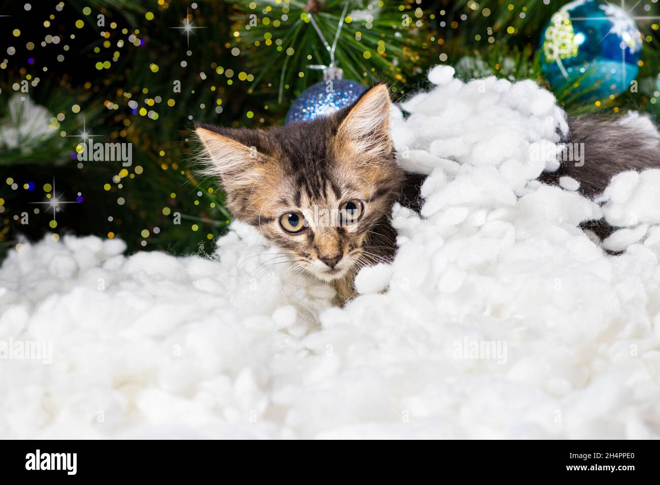 Un bel gattino a righe si nascose nella neve, sbirciando e guardando la fotocamera. Foto Stock