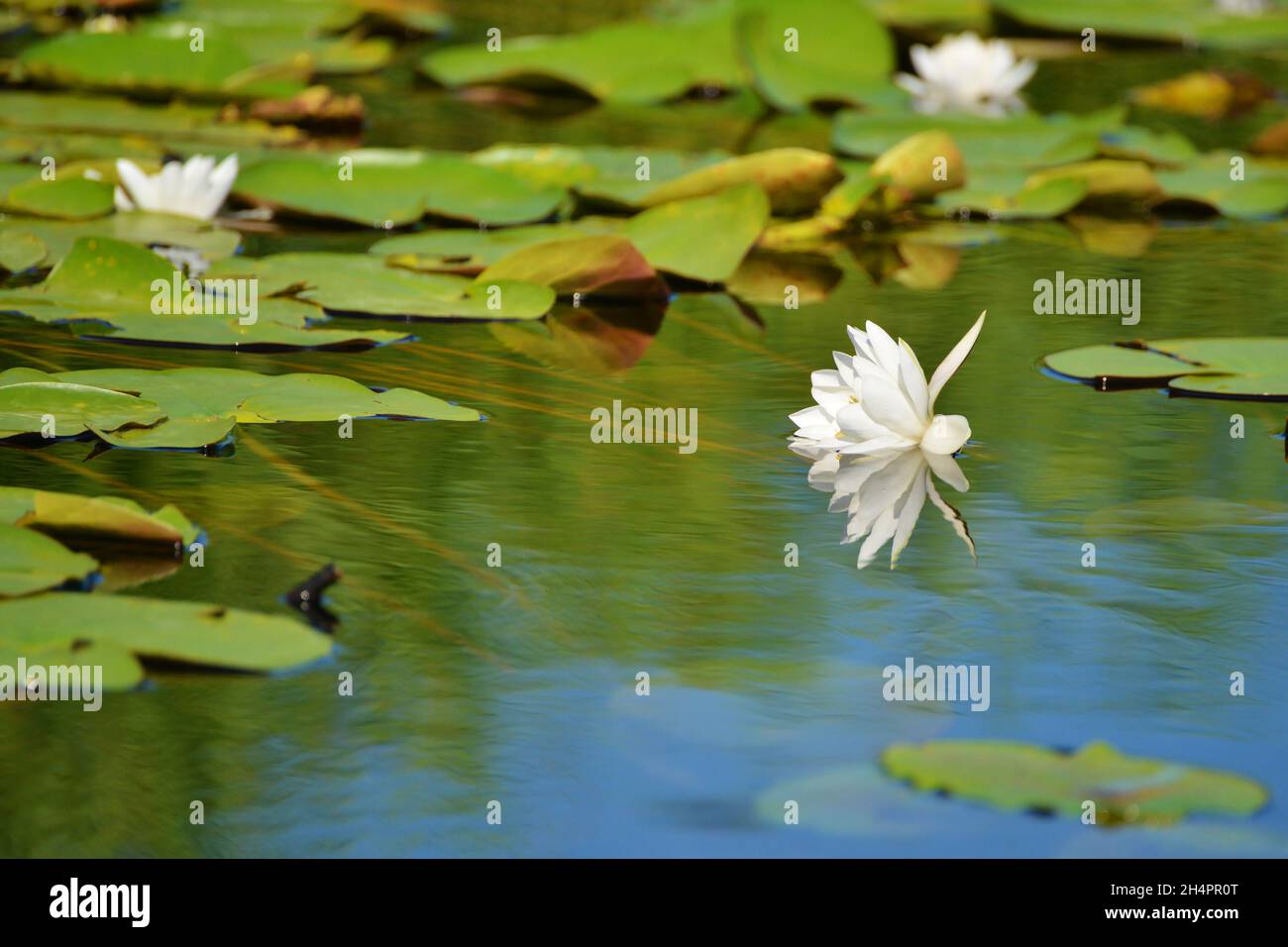 Giglio d'acqua, Delta Dunarii, Delta del Danubio, delta, acqua, fiume, chanel, verde, floreale, naturale, acqua blu, vegetale, naturale, romania Foto Stock