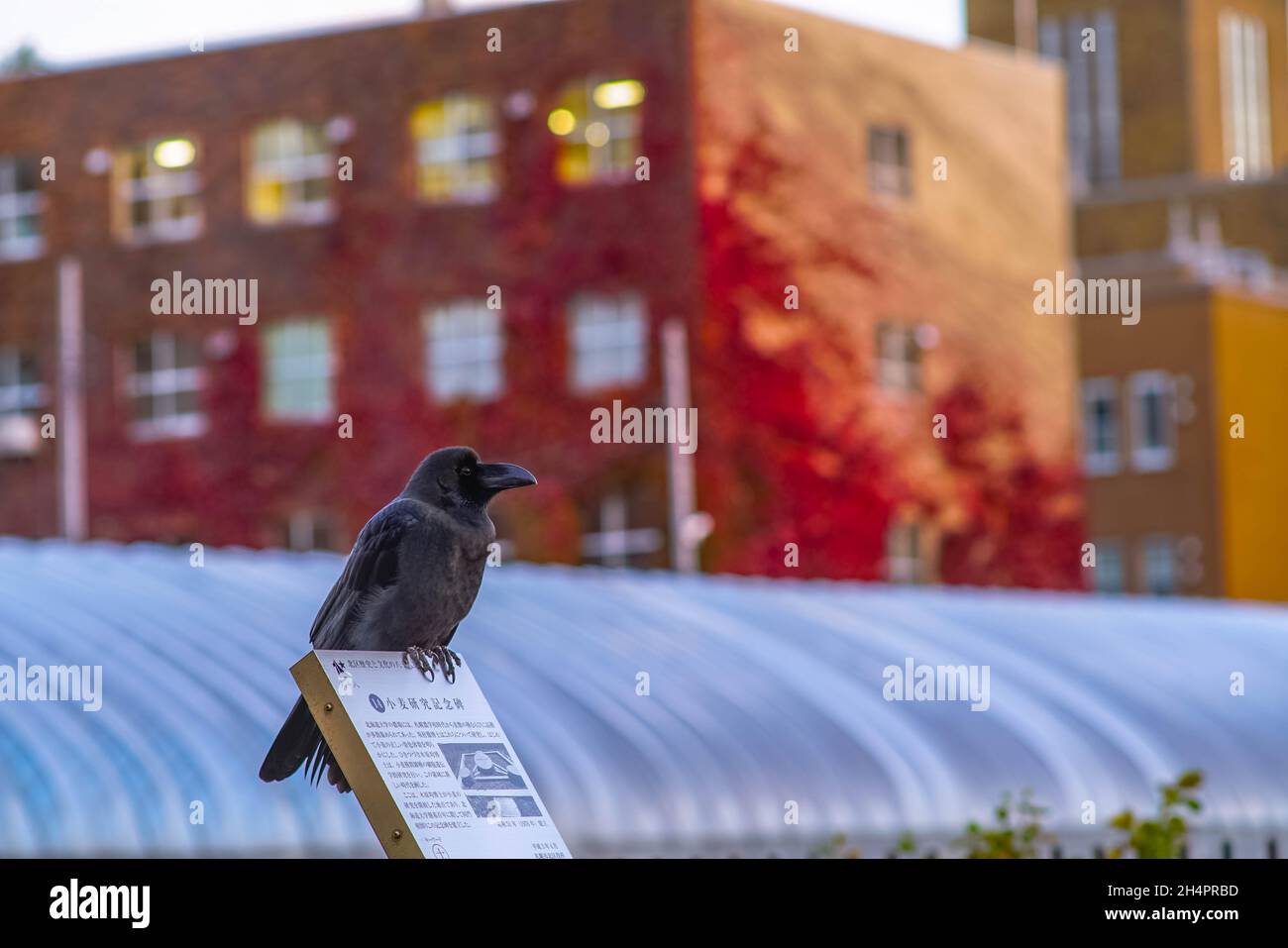 Vista su corvo e autunno Foto Stock