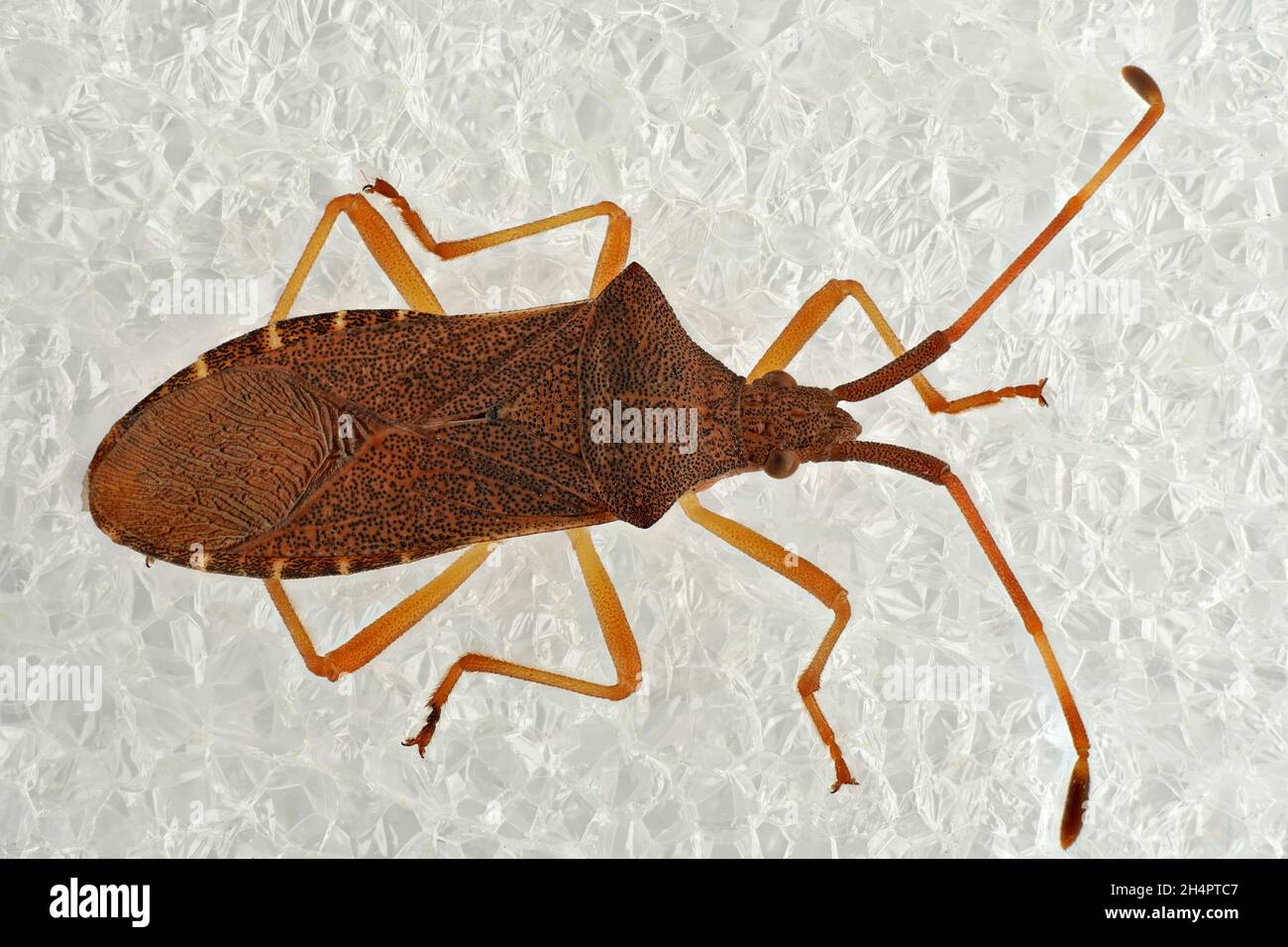 Il border bruno bug (Gonocerus acuteangulatus) Sony Alpha 6400 fotocamera. Nikkor 2,8/50 mm. ISO-100, tempo di esposizione 1/60 secondi, apertura 5.6., soffietto Foto Stock
