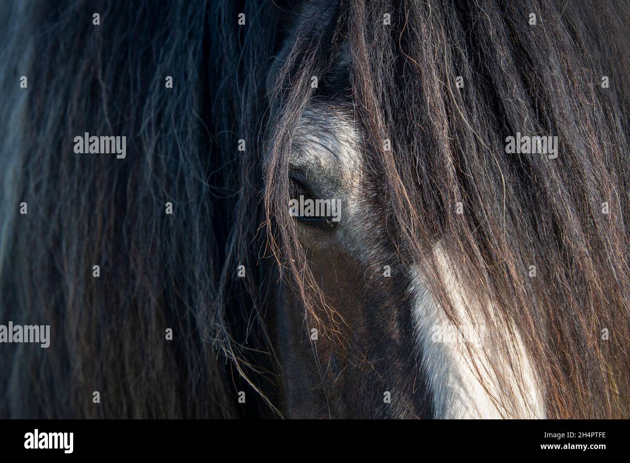 Profilo del cavallo a faccia in primo piano con la mana. Foto Stock