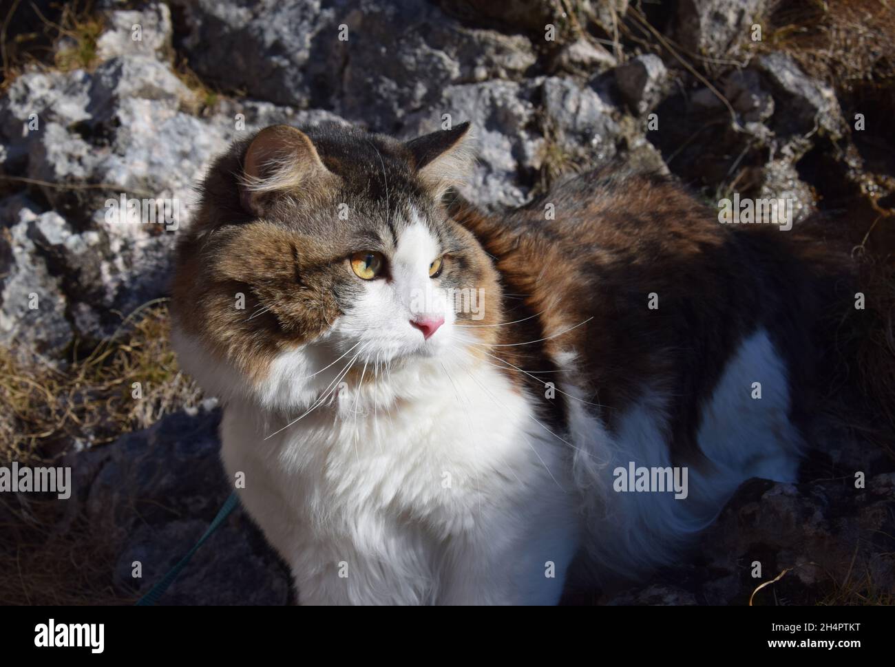 Un bel gatto di Bobtail Kurilian cammina attraverso la foresta. PET, primo piano verticale. Soffice gatto bicolore con strisce. Foto Stock