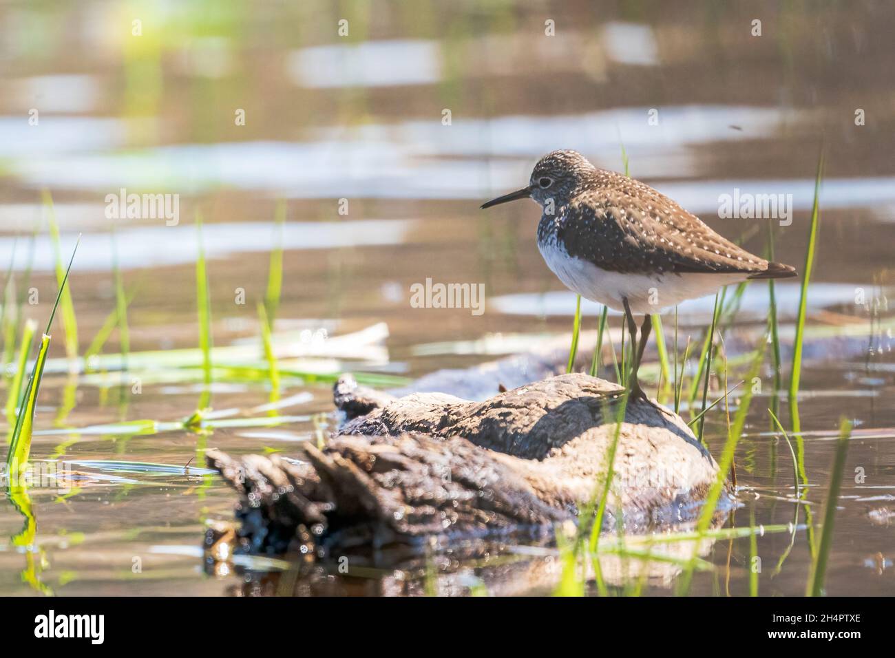 Ho fotografato questa gamba gialla minore femminile mentre kayak sulla palude sulla mia proprietà in rurale Door County Wisconsin. Foto Stock