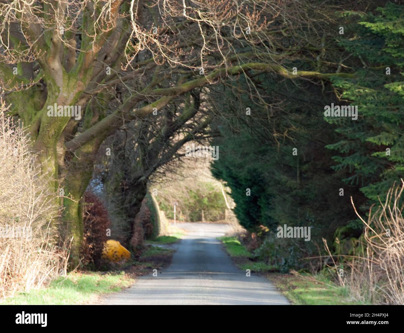 Country Road, Lochwinnoch, Renfrewshire, Scozia, Regno Unito Foto Stock