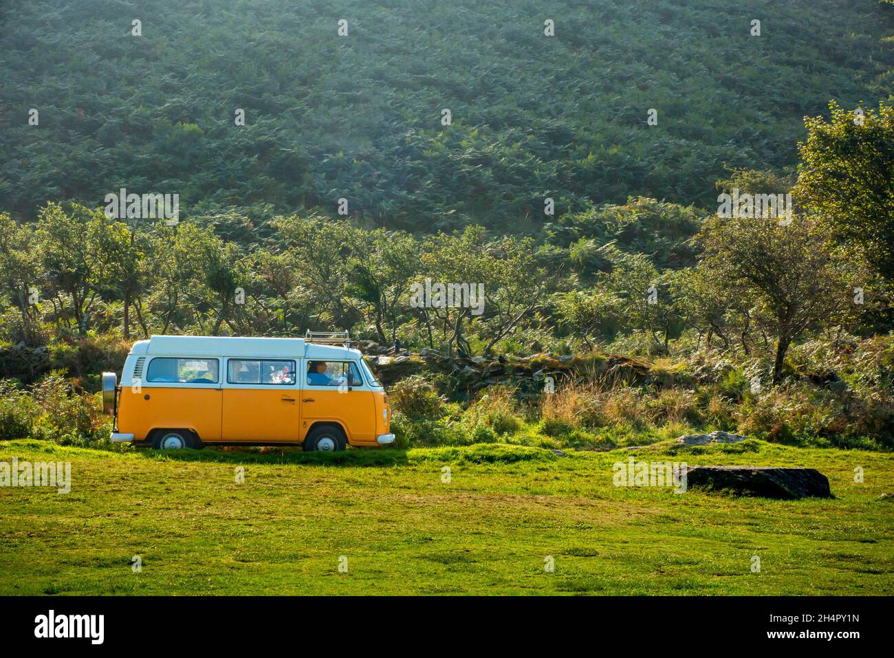 Classico retro Volkswagen VW camper van che guida attraverso la campagna in estate con alberi in background e l'erba in primo piano. Foto Stock