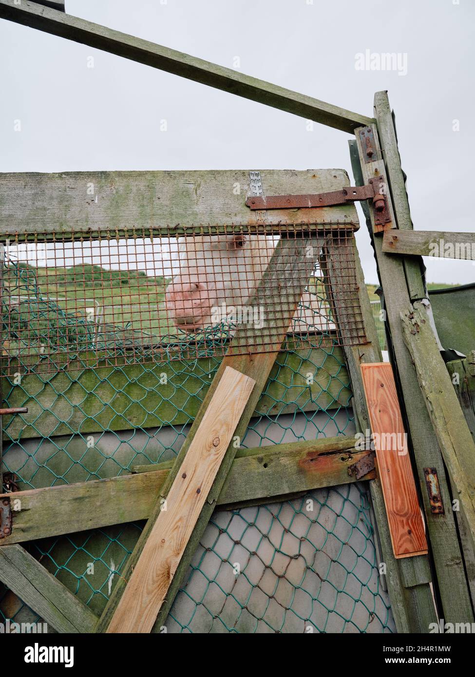 Un cavallo albino bianco con un occhio rosa fissa attraverso un cancello e una recinzione improvvisati in Skinningrove Cleveland North Yorkshire Inghilterra Regno Unito Foto Stock