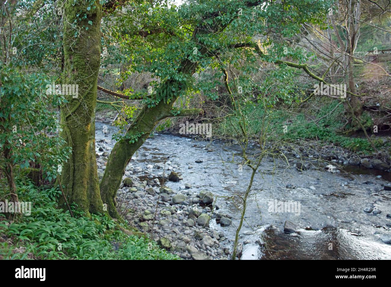 Stream, Lochwinnoch, Renfrewshire, Scozia, Regno Unito Foto Stock