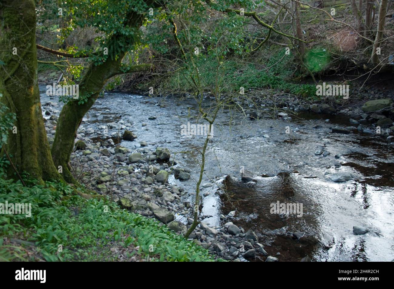 Stream, Lochwinnoch, Renfrewshire, Scozia, Regno Unito Foto Stock
