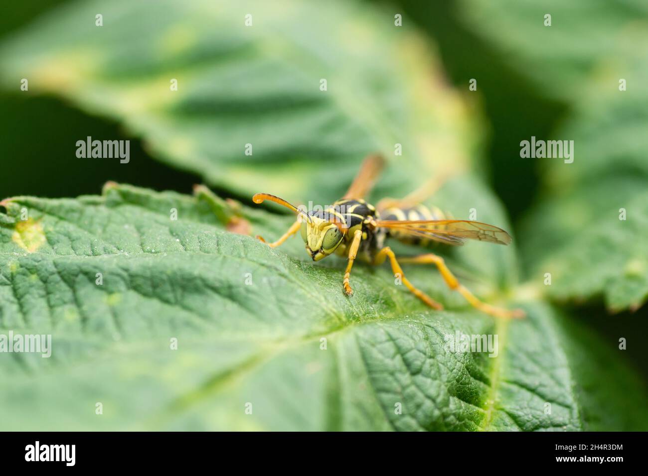 WASP su una foglia verde. Parti del corpo di un wasp primo piano. Primo piano insetto. Motivo giallo sul corpo nero di una vespa. Sfondo verde. Natura, Mac Foto Stock