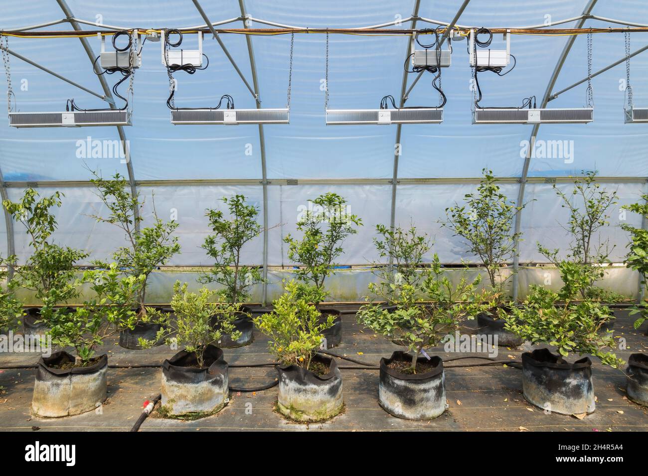 Agrumi aurantiifolia - alberi da frutto di lime che crescono in contenitori avvolti con tessuto termoassorbente all'interno di una serra dotata di riscaldatori Foto Stock