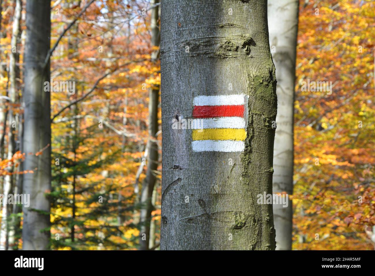 Sentieri di montagna dipinti segni sull'albero. Autunno in Polonia. Foto Stock