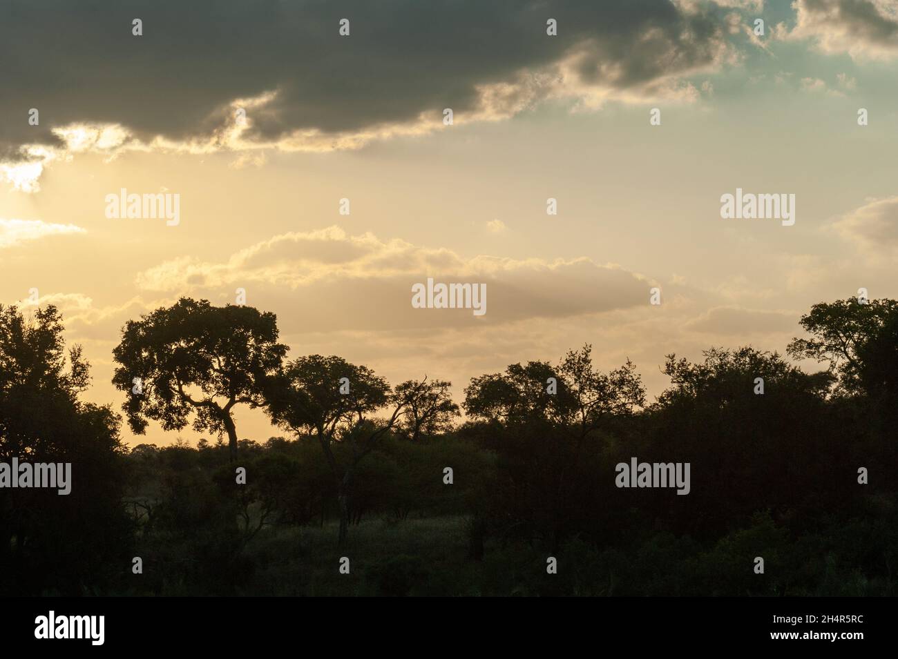 Savane en Afrique du Sud au couché de soleil Foto Stock