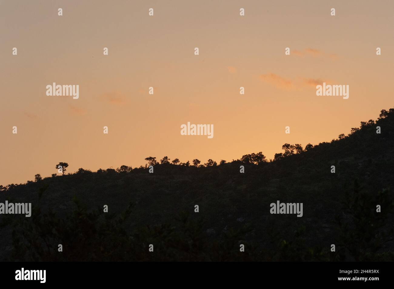 Couché de soleil dans la savane en Afrique du Sud Foto Stock