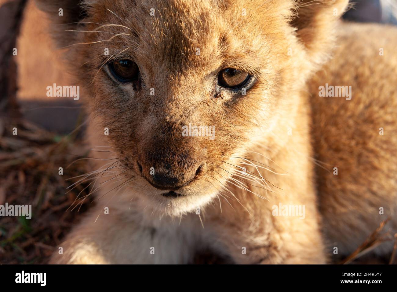 Bébé leion en Afrique du Sud Foto Stock