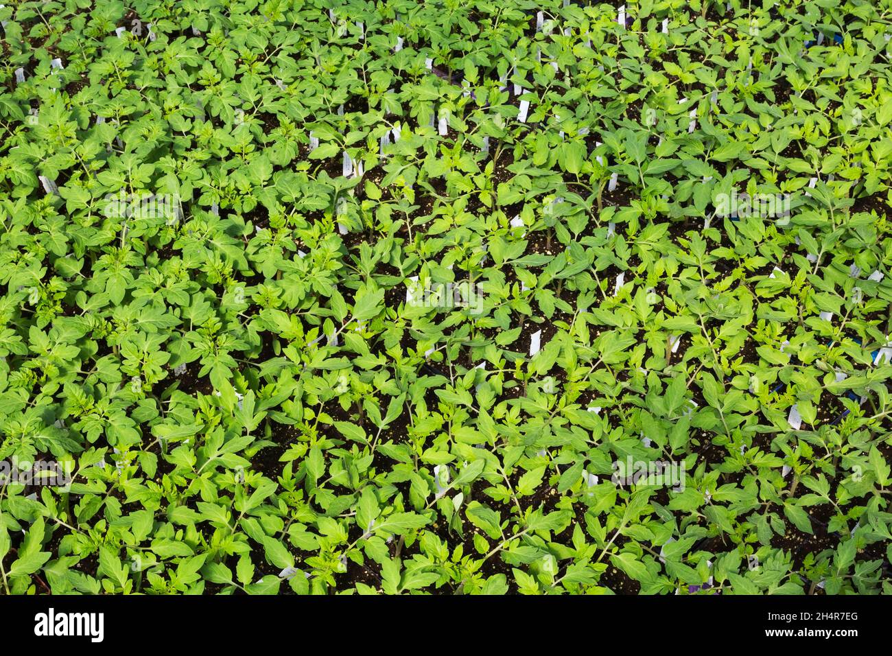 Lycopersicon esculentum - Italiano Patria Tomato pianta pianta piantine che crescono in contenitori all'interno di una serra Foto Stock