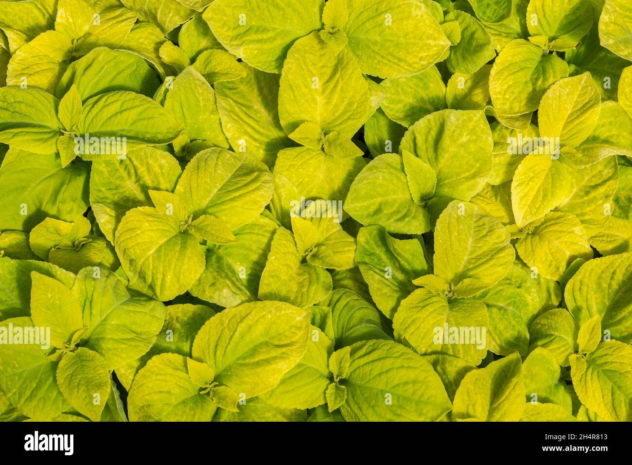 Solenostemon 'Wizard Golden' - foglie di Coleus Foto Stock