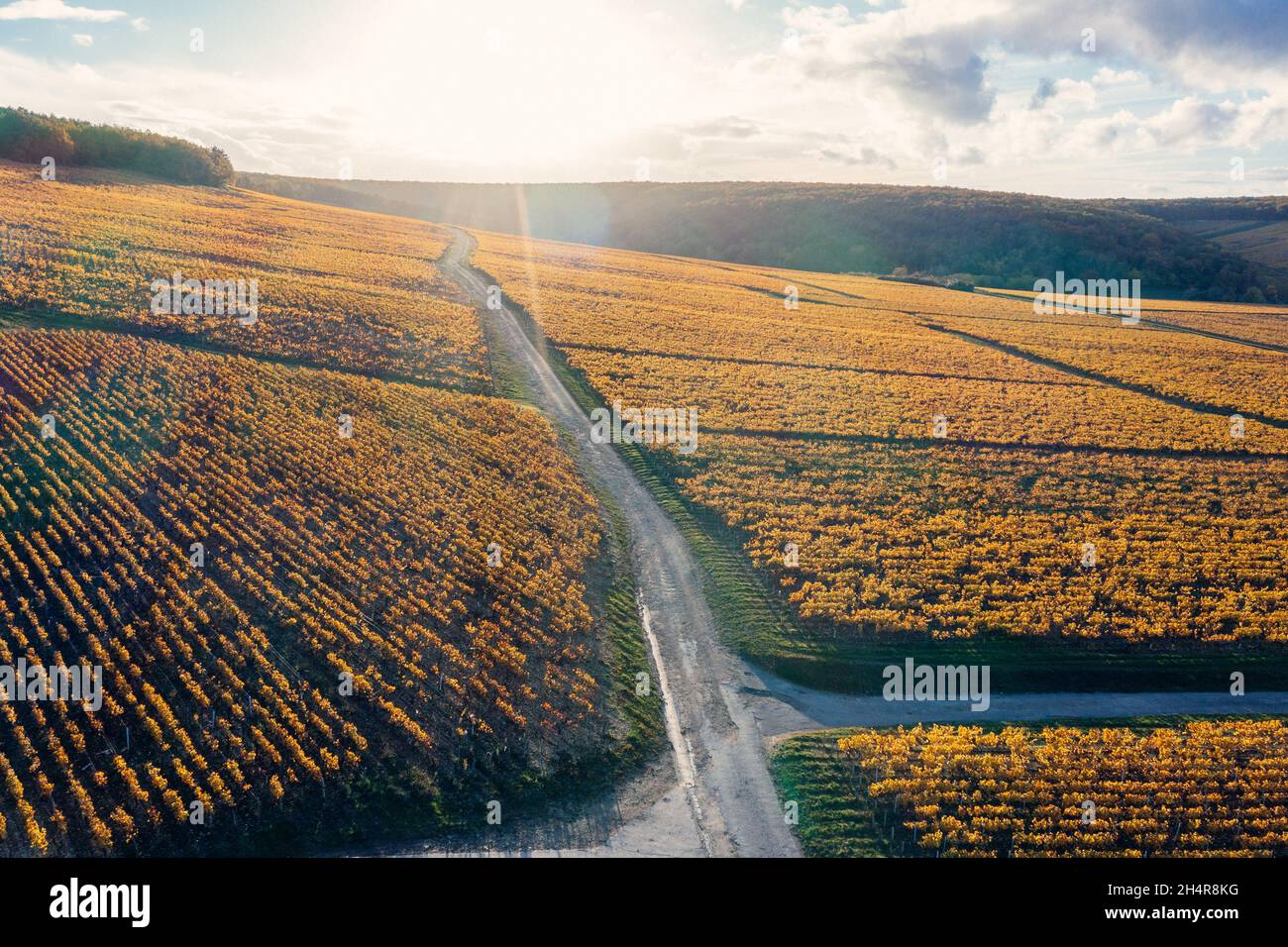 Sentiero del vino, strada di campagna e vigneti di Chablis. Borgogna, Francia Foto Stock