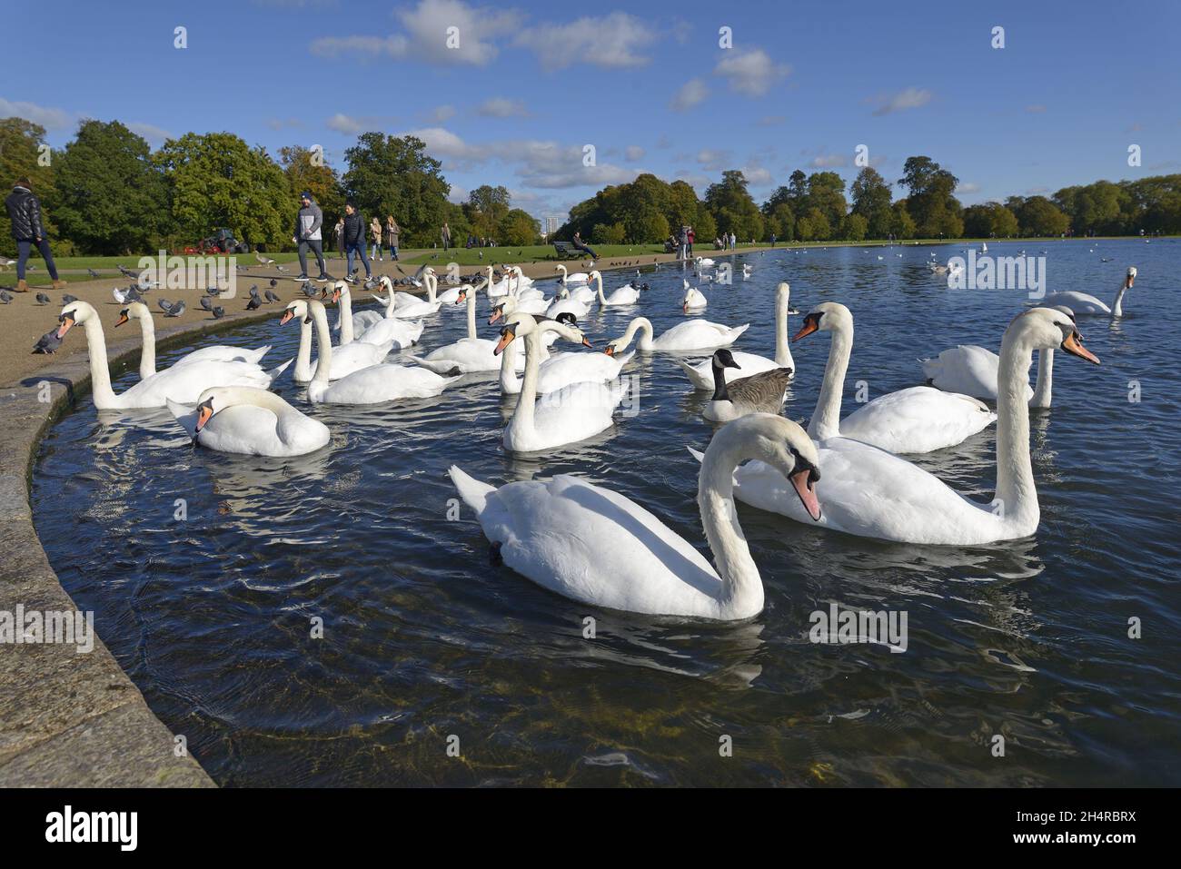Mute Swans (Cygnus olor) e una Canada Goose sul Round Pond in Kensington Gardens Foto Stock