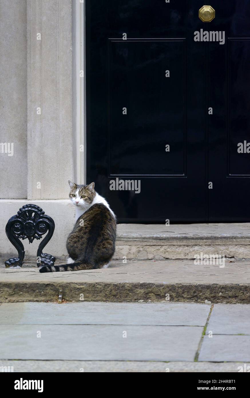 Larry il gatto - capo mouser all'ufficio del gabinetto dal 2011 - in Downing Street Foto Stock