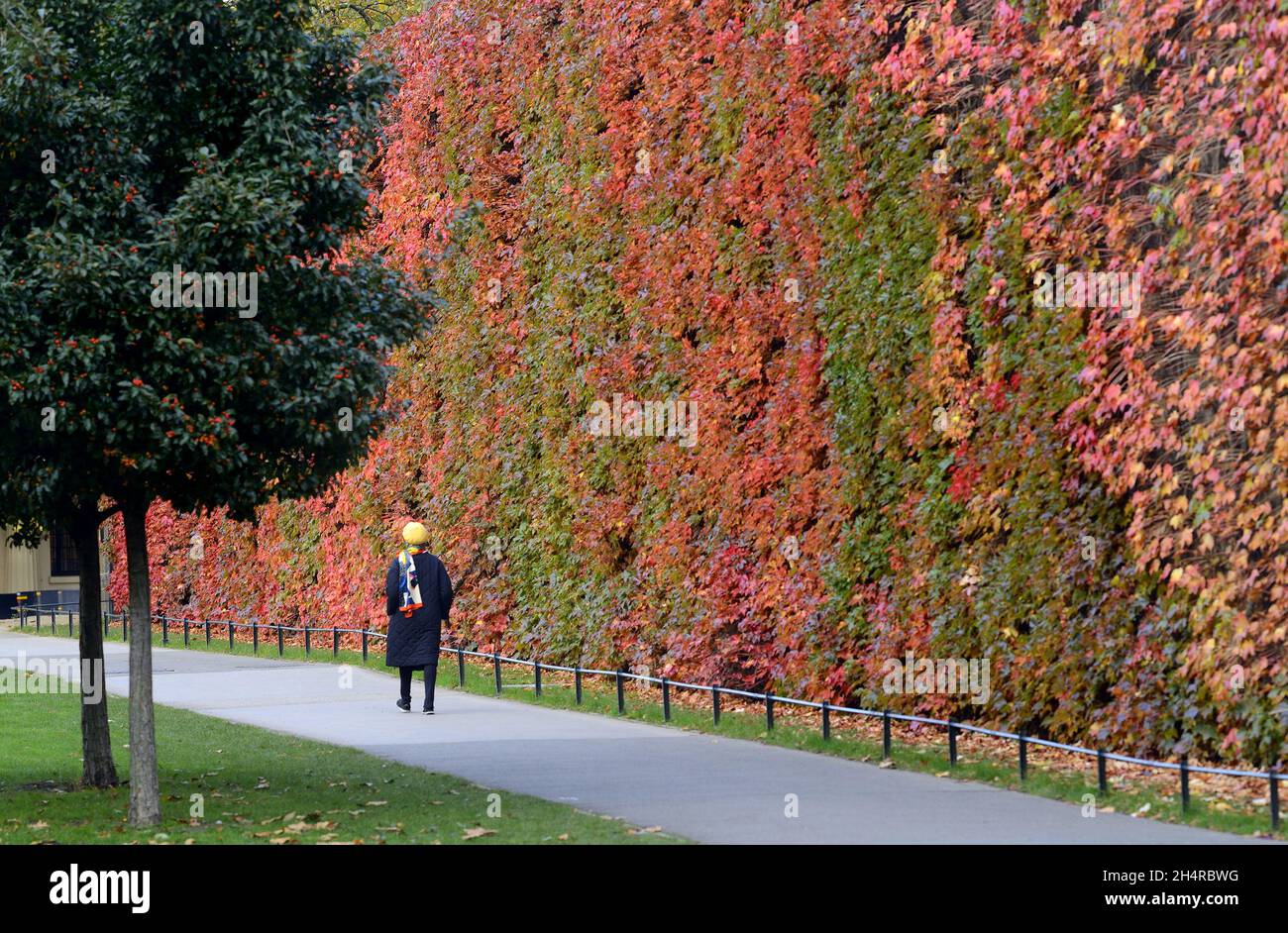 Londra, Inghilterra, Regno Unito. Virgina Creeper (Parthenocissus quinquefolia) sul muro della Cittadella Ammiragliata, Parata delle Guardie Cavallo, che diventa rossa in autunno (N Foto Stock