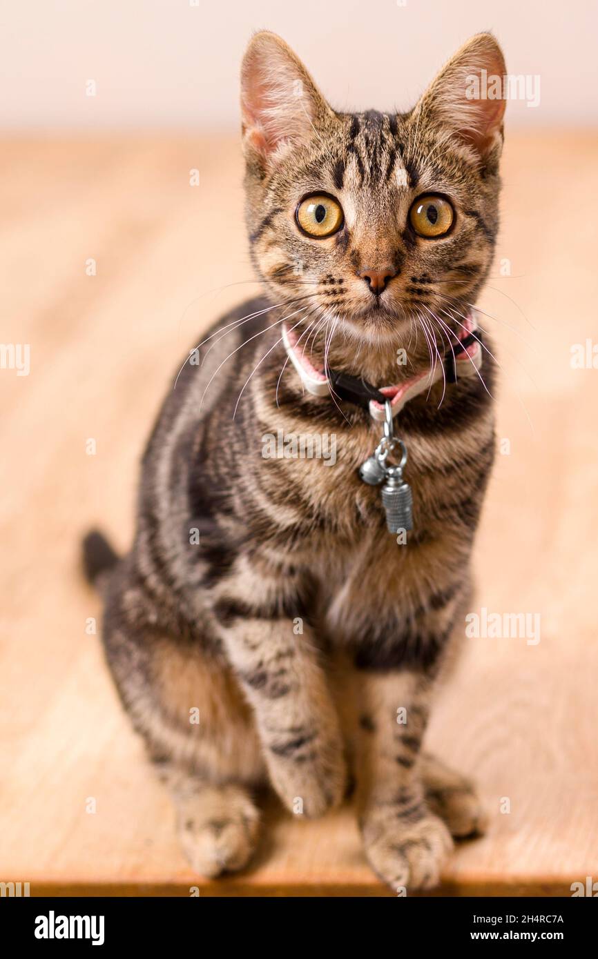 Ritratto a tutto ravvicinato del gattino femminile di sei mesi con occhi intensi che guardano direttamente alla fotocamera Foto Stock