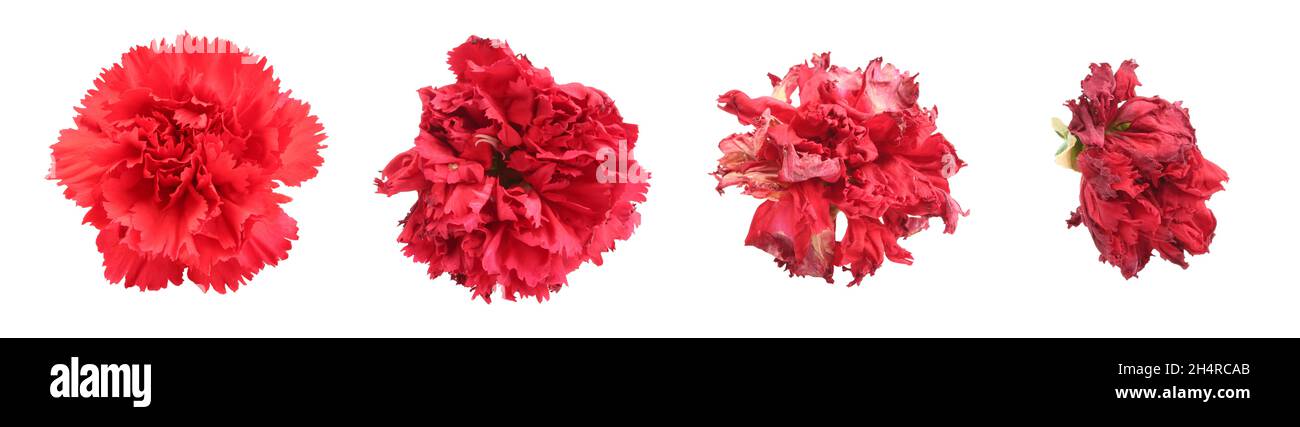 Teste di fiore di garofano rosso che muoiono processo. Fasi di processo di appassimento Foto Stock