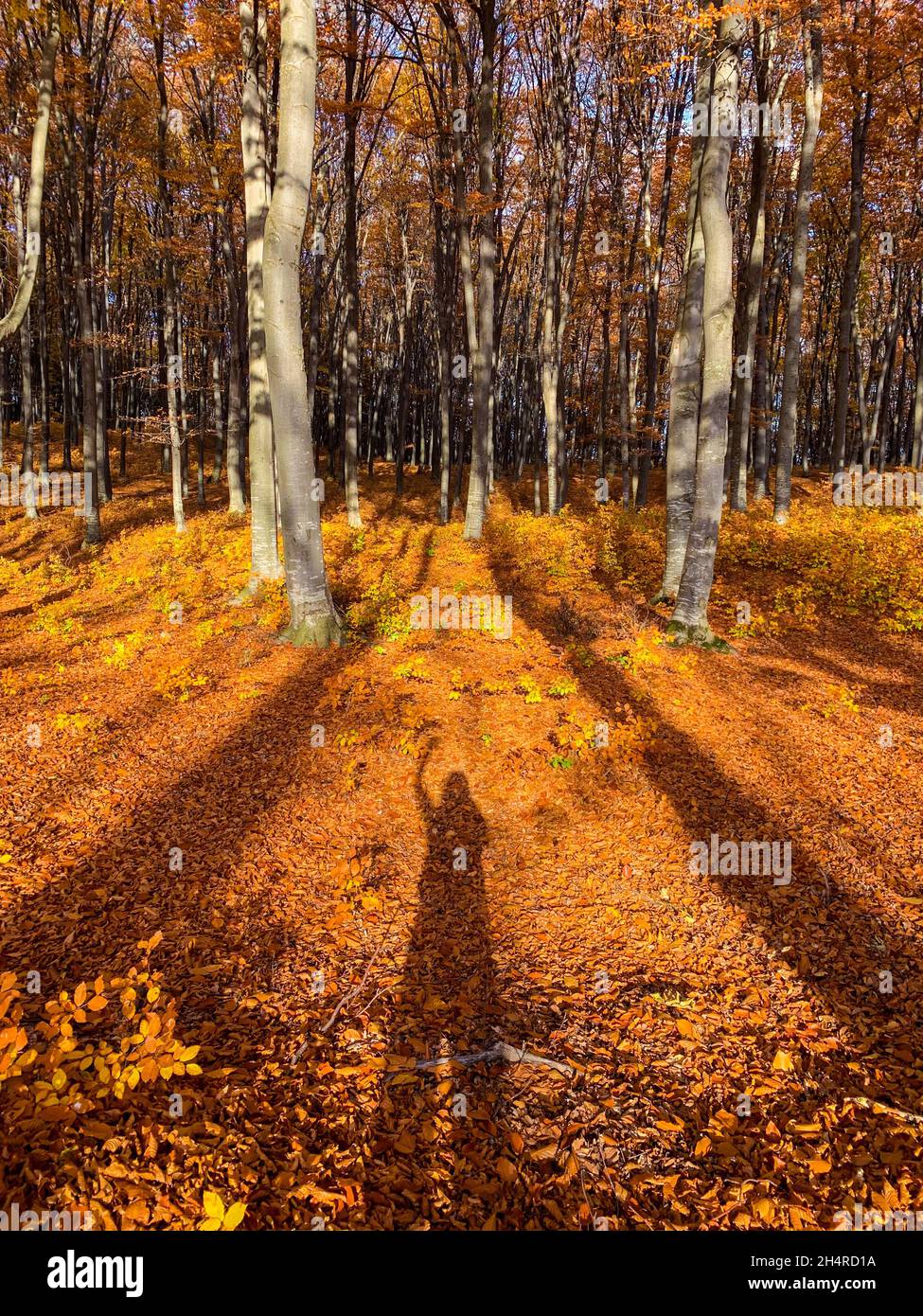 Bella scena di paesaggio autunnale e alberi colorati da Piatra Neamt, Romania Foto Stock
