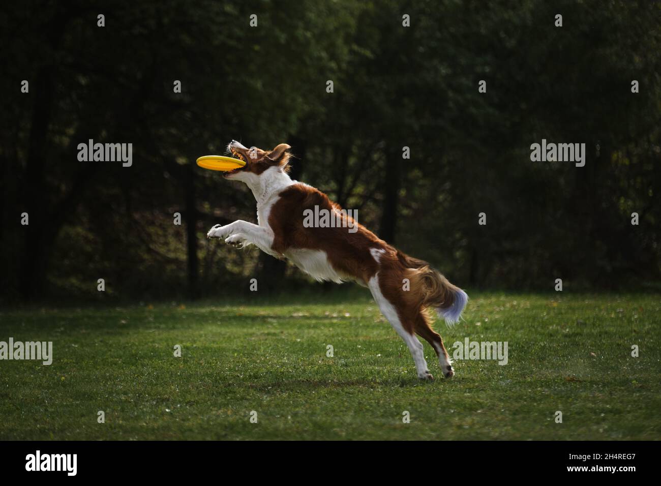 Il bordo soffice collie di colore rosso bianco sibile salta in alto e cattura il disco di plastica volante giallo con la sua bocca. Competizioni e sport con cane i Foto Stock